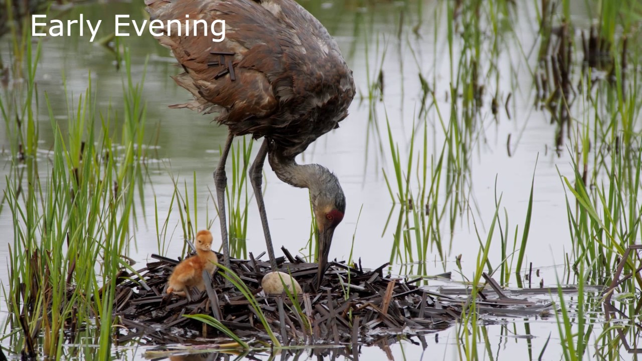 Sandhill Crane Nest - One Day After First Colt Hatches