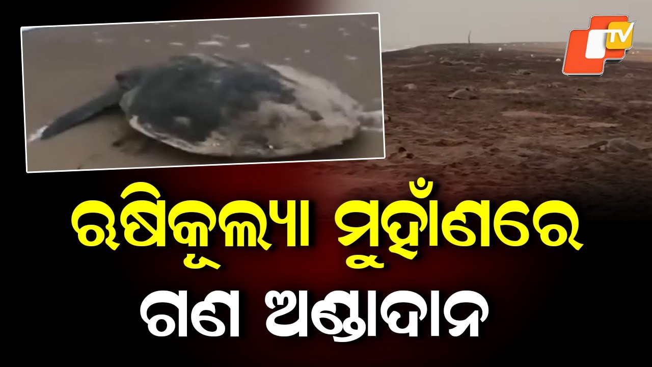 Rare Olive Ridley Turtles Begin Mass Nesting at Rushikulya Coast in Ganjam