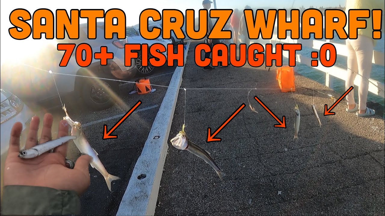 The EXPERT Guide to Santa Cruz Wharf Fishing! 70+ Fish CAUGHT! ANCHOVY BITE IS CRAZY:000