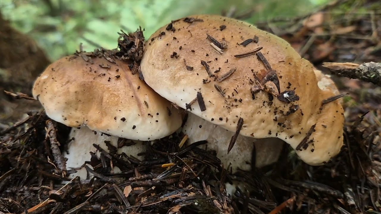 SUPER PORCINI 2024 NELLE ABETAIE DEL MONREGALESE