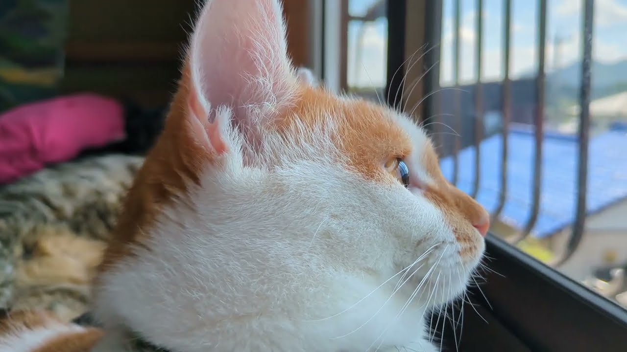 【ミルク】もうそろそろ暑い夏が終わるよね。