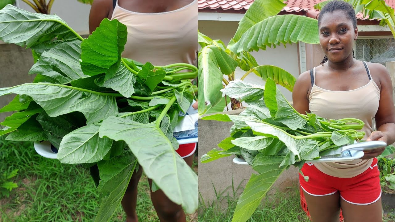 Harvesting Callaloo Grown In Old Tire || A Must See September 2021