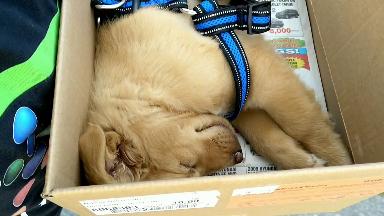 PUPPY SURPRISE 🐾 FOR HER SWEET 16 BIRTHDAY !!! Only 9 weeks young puppy - extremely cute 🙏🐕🐾