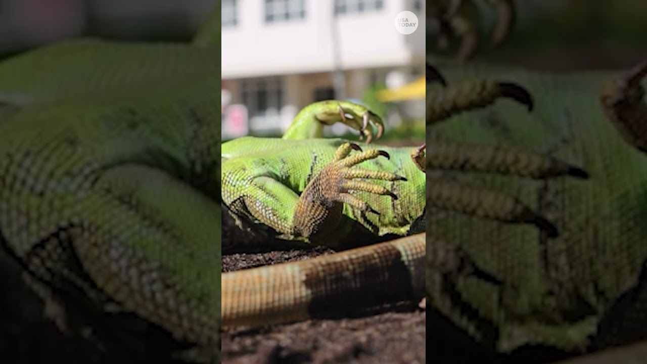 Cold-stunned iguanas appear 'frozen' as Florida's temperatures plummet