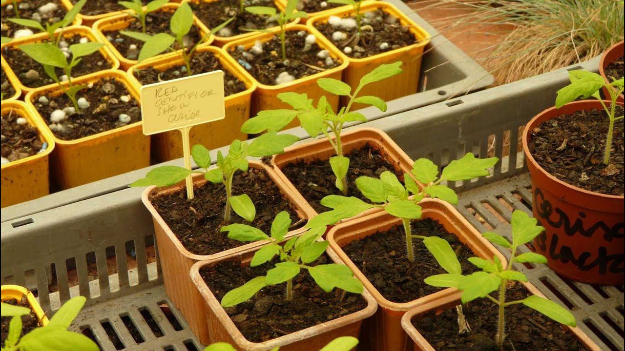 Semis et repiquage de tomates