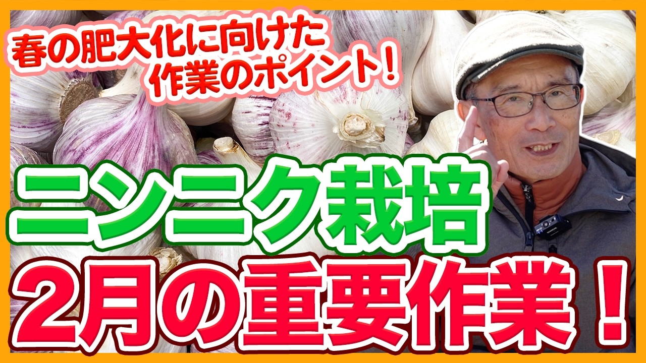 家庭菜園や農園のニンニク栽培で2月の重要作業！春の肥大化に向けた作業ポイントとニンニクの育て方！【農家直伝】