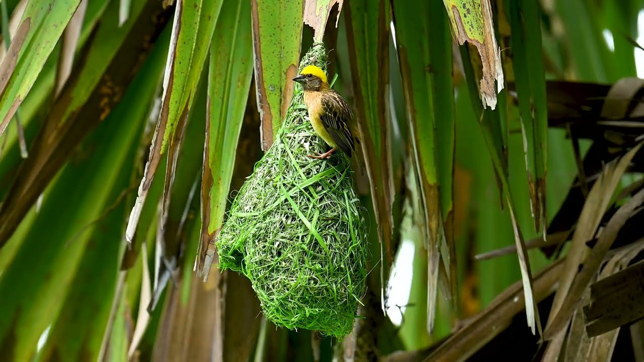 AMAZING 😻 WEAVER BIRD BUILD CONSTRUCTION BIRD BUILD HOME