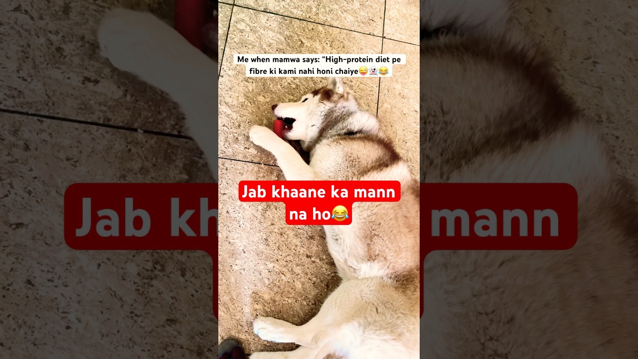 Husky Volf eats like a goat 🐐😂🤣 #funny #husky #pets #shorts