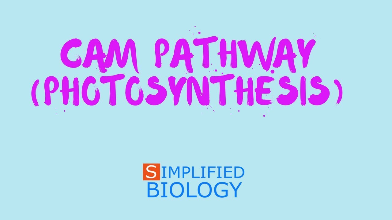 PHOTOSYNTHESIS - CAM PATHWAY for NEET, AIIMS, AIPMT, JIPMER, PREMED