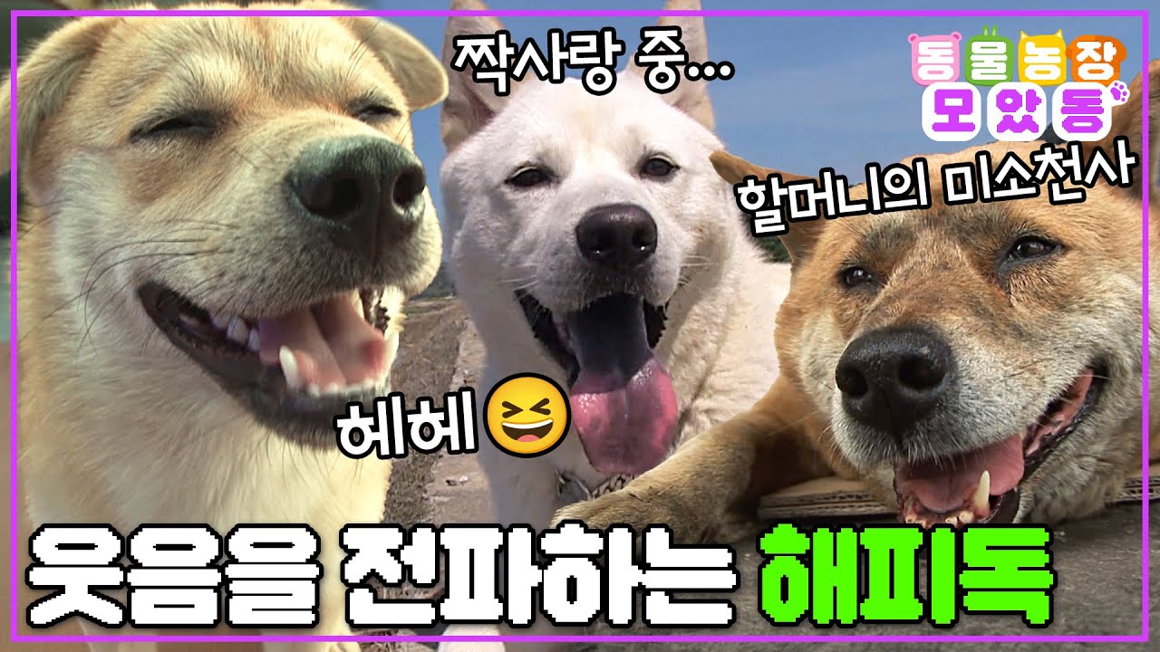 [#모았동물농장] 웃으면 복이 와요~😁 천국보다 아름다운 미소를 짓게 만들어주는 미소 천사견😇 #TV동물농장 #AnimalFarm #SBSstory