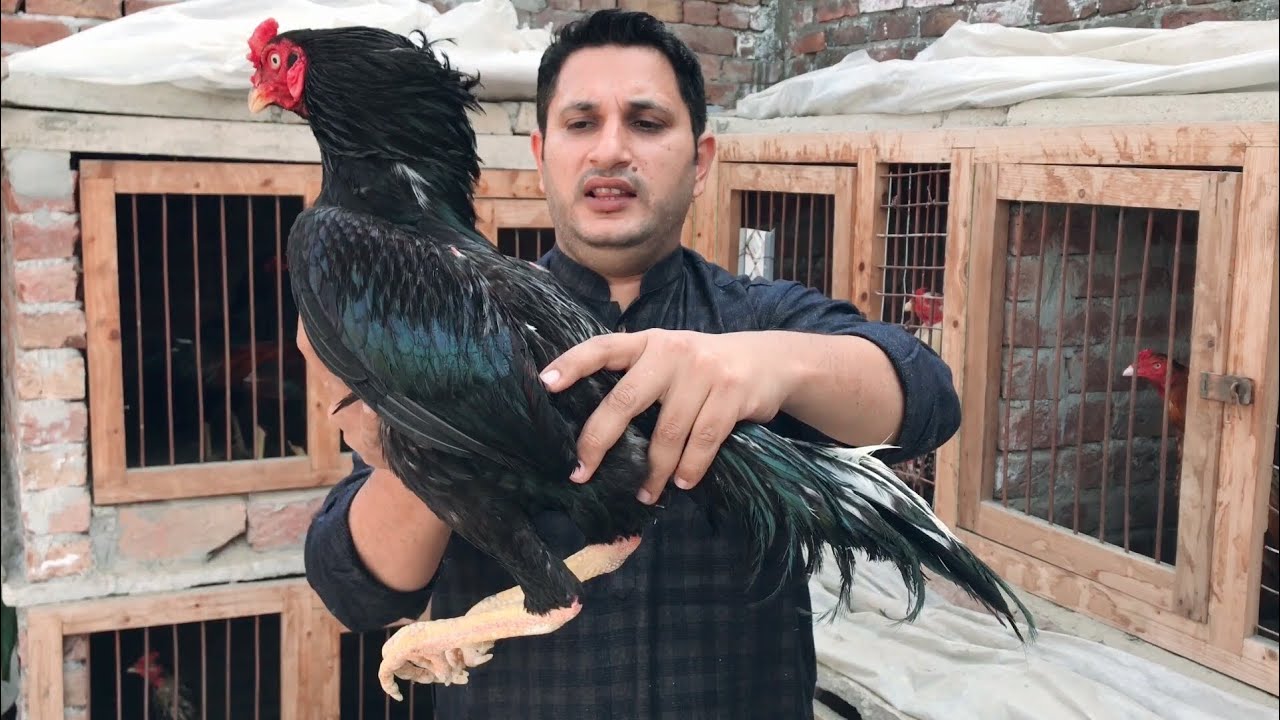 Mianwali and kamalia aseel cross breed by nadeem shah aseel