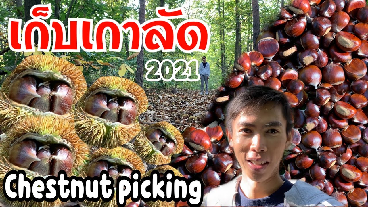 Ep.6 เก็บเกาลัดที่เยอรมนี ของฟรีปีละครั้ง | Chestnut picking |ใช้ชีวิตเรียบง่าย สไตล์ชนบท