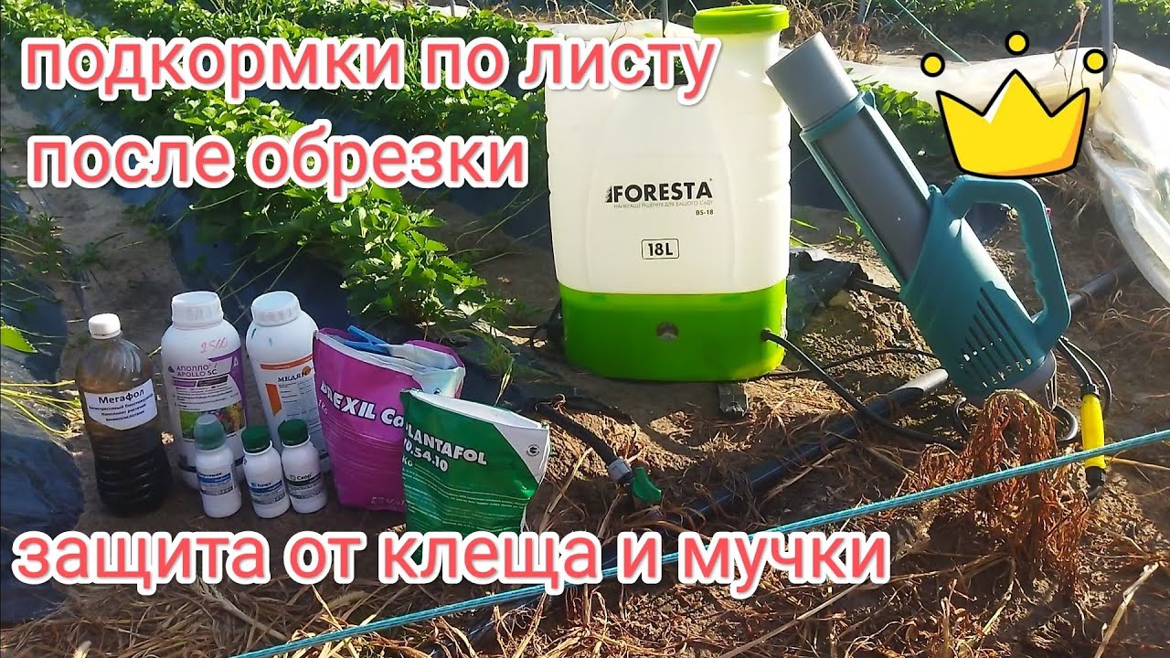 Подкормки и защита клубники после обрезки, апполо вертимек от клеща, скор топаз, плантафол , мегафол