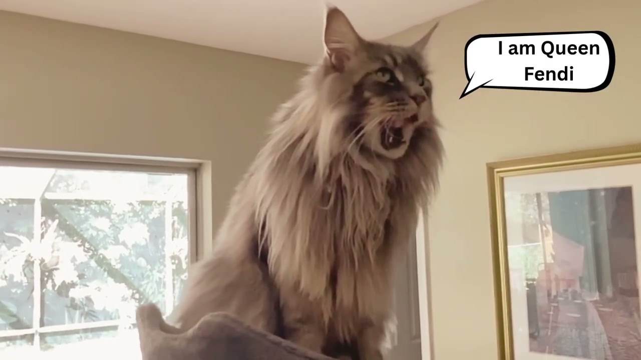Fendi The Royal Maine Coon Cat - She Is A Queen!