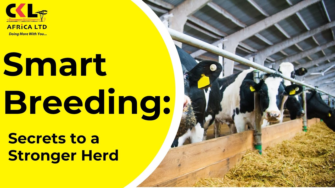 Smart Breeding: Secrets to a Stronger Herd