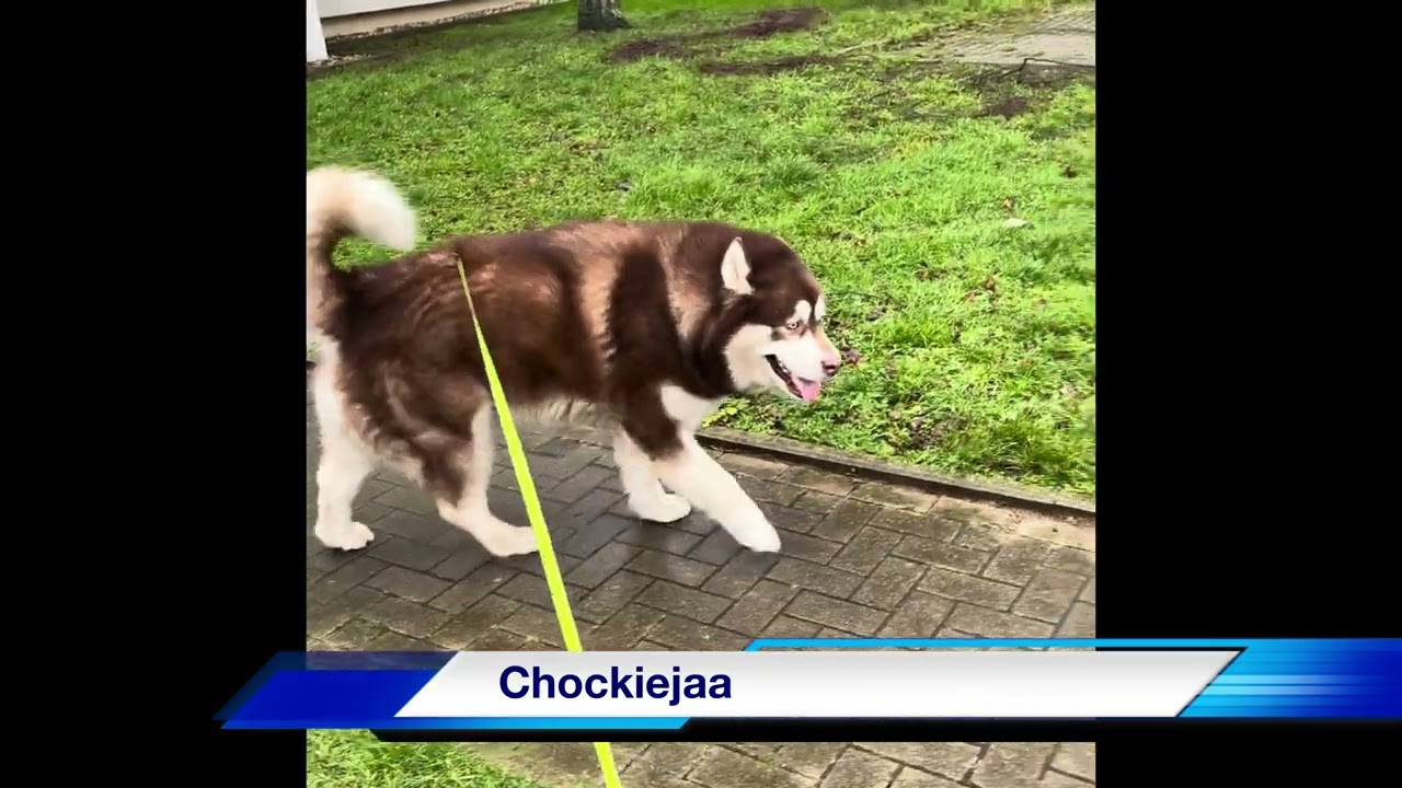 Alaskan malamute