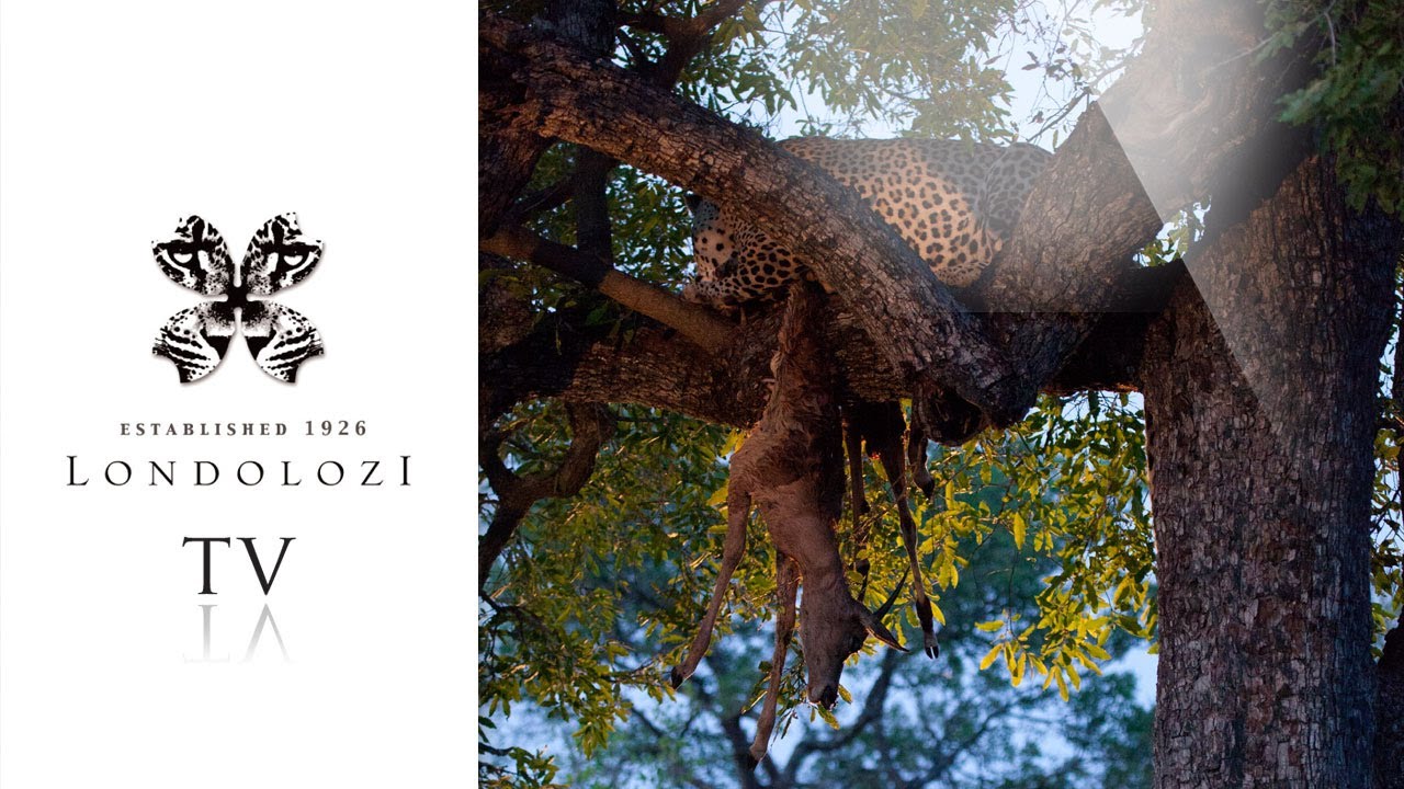 Hilarious Jumping Hyena vs Leopard - Londolozi