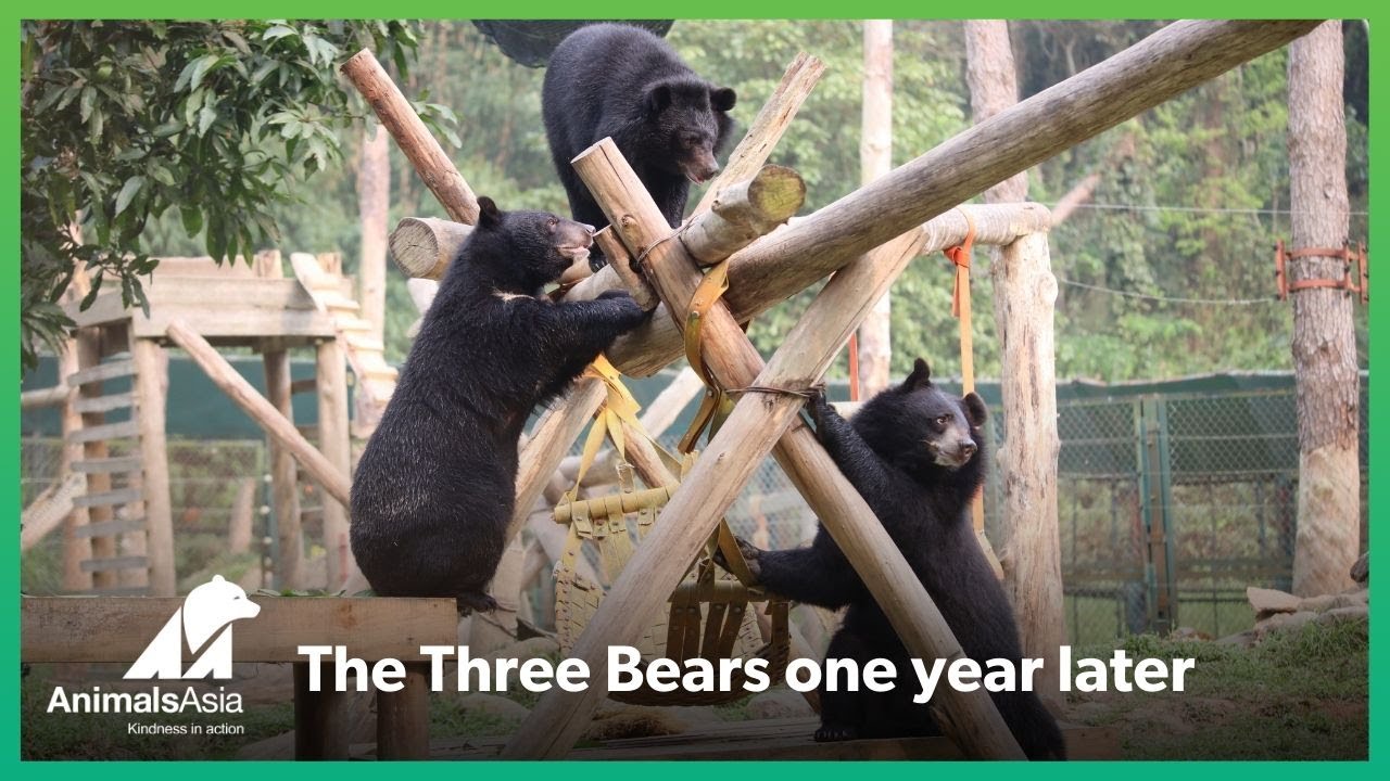 The Three Bears one year on...
