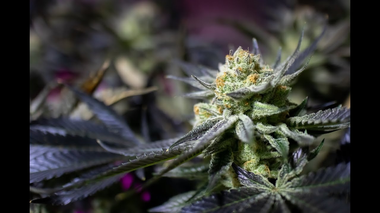 Growing the Best Super Lemon Haze | Cannabis Comedy