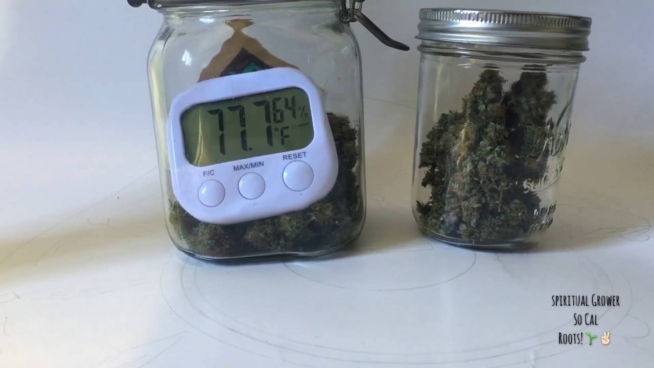 Cfl Grow Tent GSC/Trinity Kush RESULTS