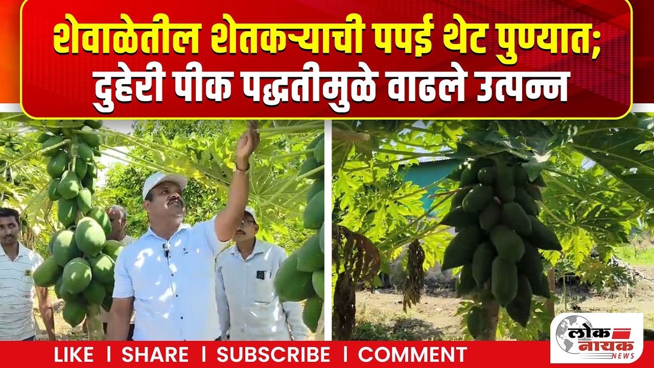शेवाळेतील शेतकऱ्याची पपई थेट पुण्यात; दुहेरी पीक पद्धतीमुळे वाढले उत्पन्न