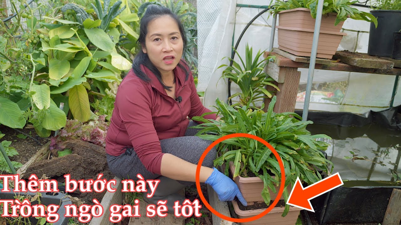Chia sẻ cách trồng ngò gai trong chậu, tai tượng ở Mỹ