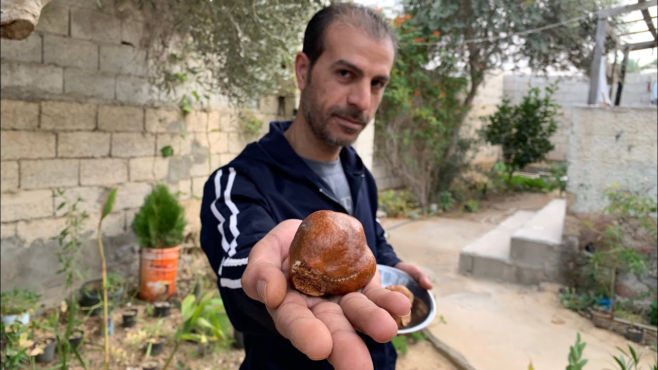 فوائد الدوم الصحية للرجال والنساء ( وقاية ، علاج ، صحة وجمال ) فوائد خارقة لم تسمع بها من قبل 💪
