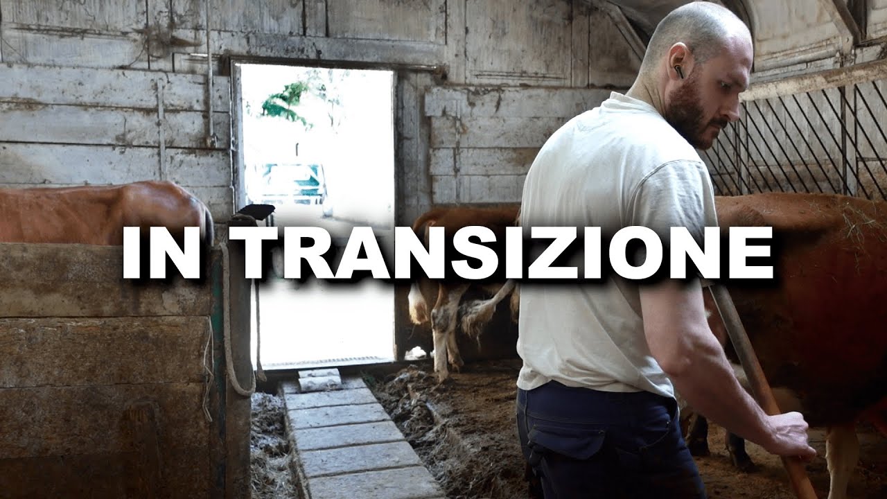La Calma Prima del Cambiamento: Il Momento Sospeso della Mia Azienda Agricola 🎑🌱