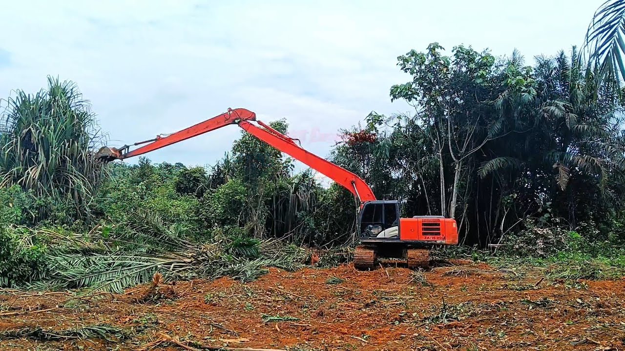 Sapu Bersih‼️Steking Hutan Sawit Excavator Long Arm zx200_5G @MTExcavator