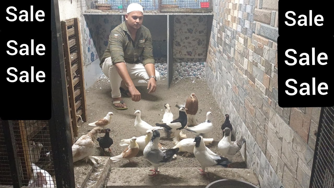 ALL FANCY PIGEON FOR SALE IN MUMBAI #mumbrafancypigeons
