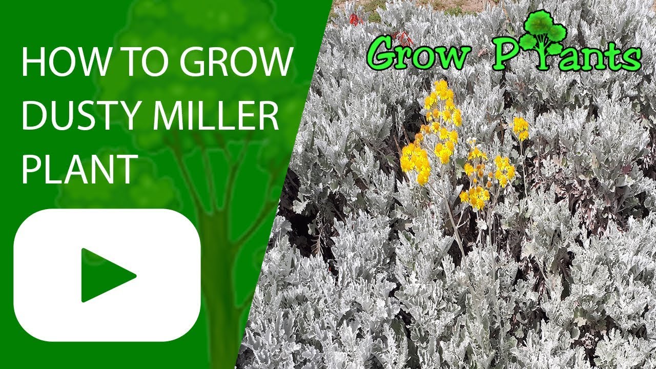 Dusty miller plant