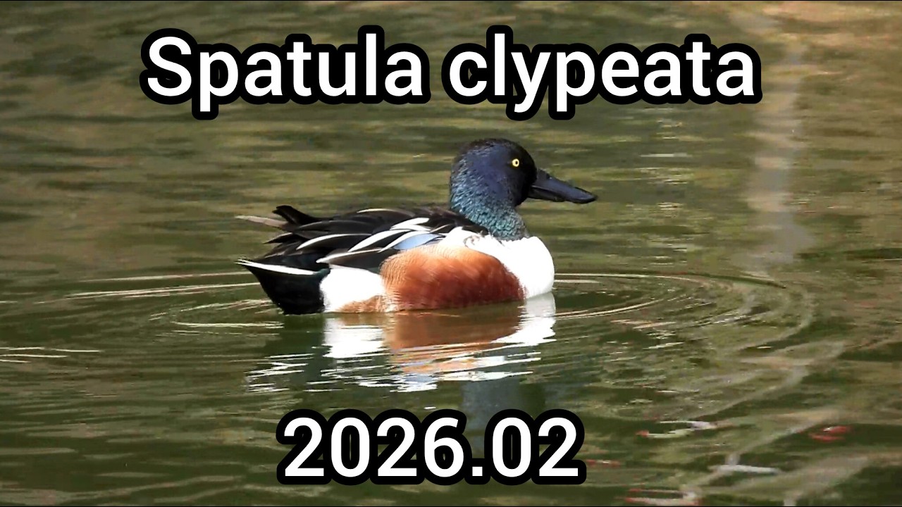 ハシビロガモ鳴き声 (Spatula clypeata) - カモの鳴き声 / Northern shoveler sounds / 公園のカモ じゅん菜池緑地 / 2026年2月