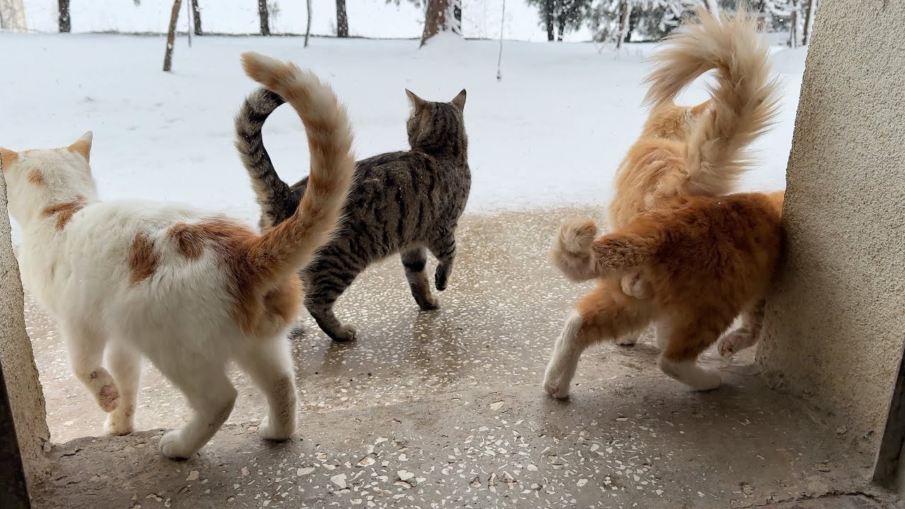Efsane Geri Döndü: Dakikalar İçinde Her Yer Bembeyaz Oldu! ❄️ Unexpected Snow