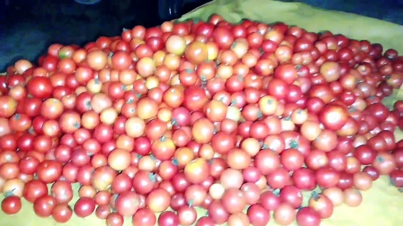 tamatar selling