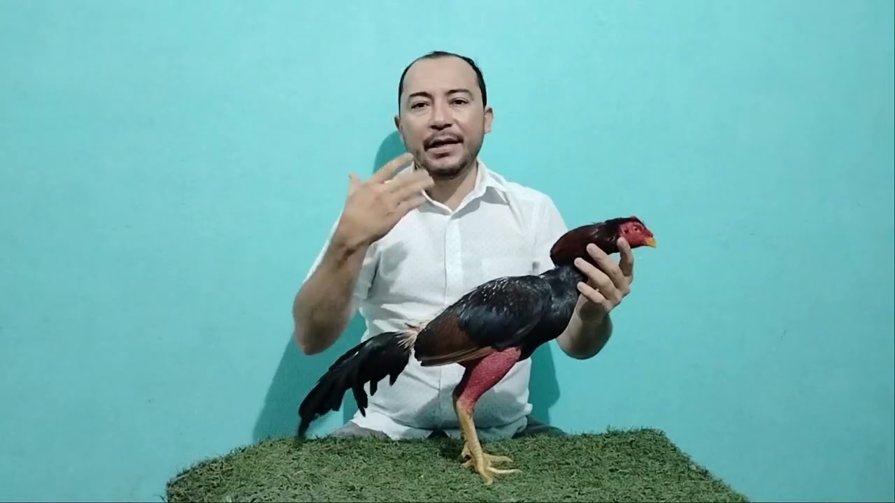 Gallos cuatro de redonda.