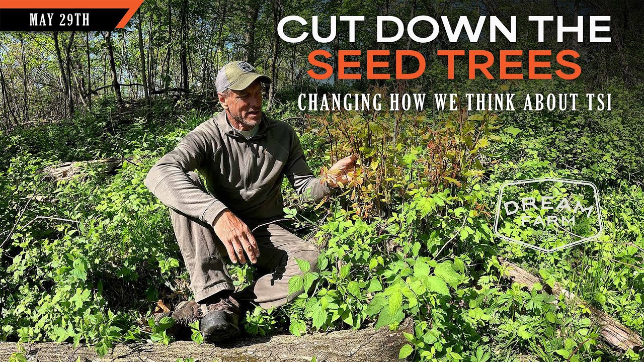 Improving Timber by Cutting Down Seed Trees - When to Coppice Oak Trees | Dream Farm w/ Bill Winke