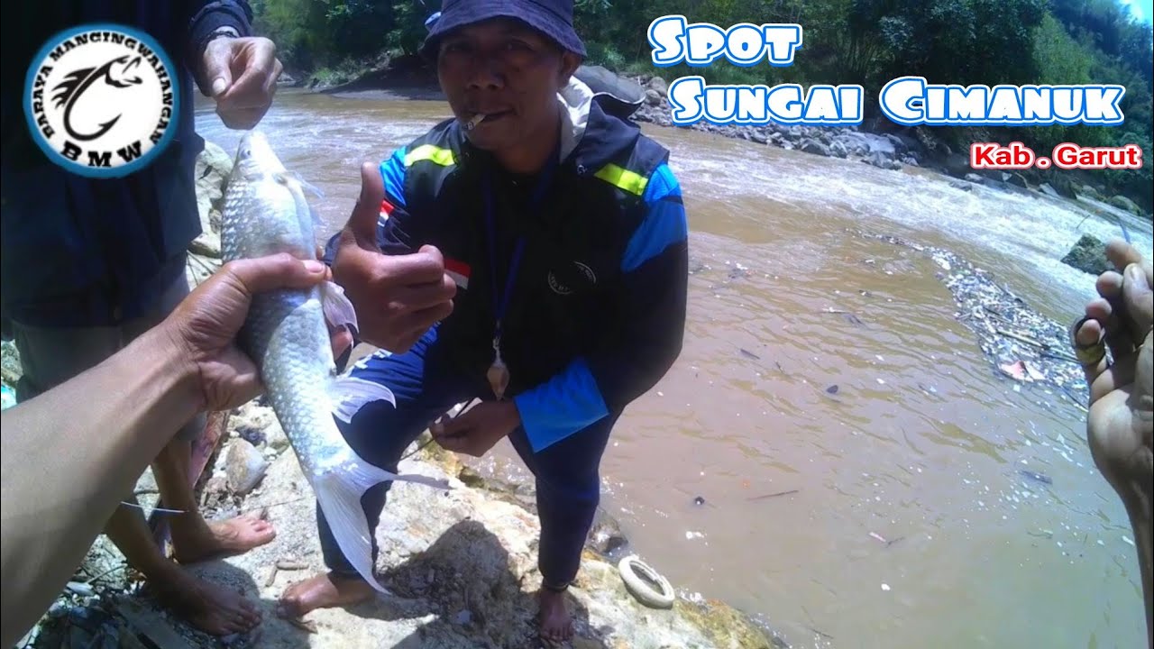 Mantap!!! Sensasi strike babon nilem sungai cimanuk