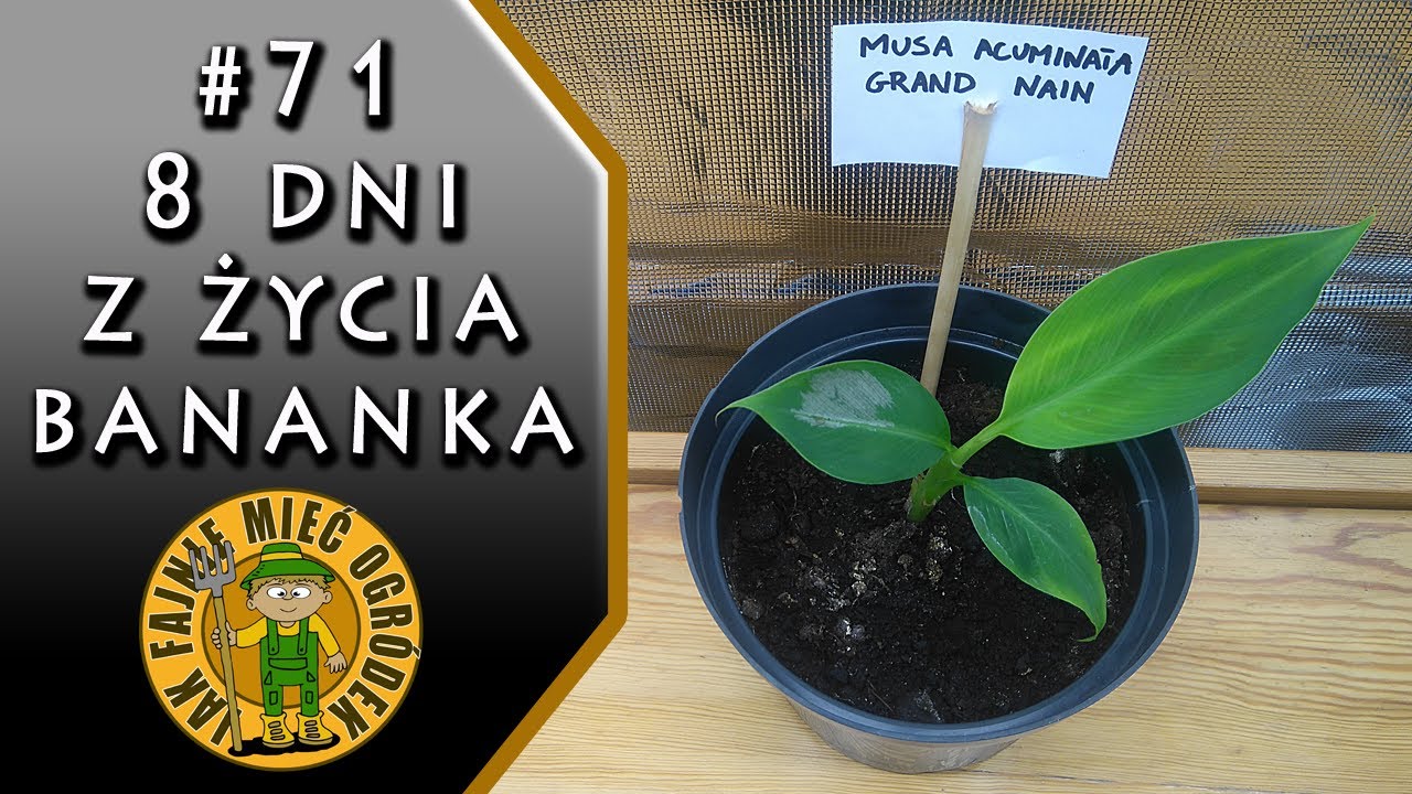 #71 Jak szybko rośnie bananowiec w growboxie Mars Hydro SP 250?