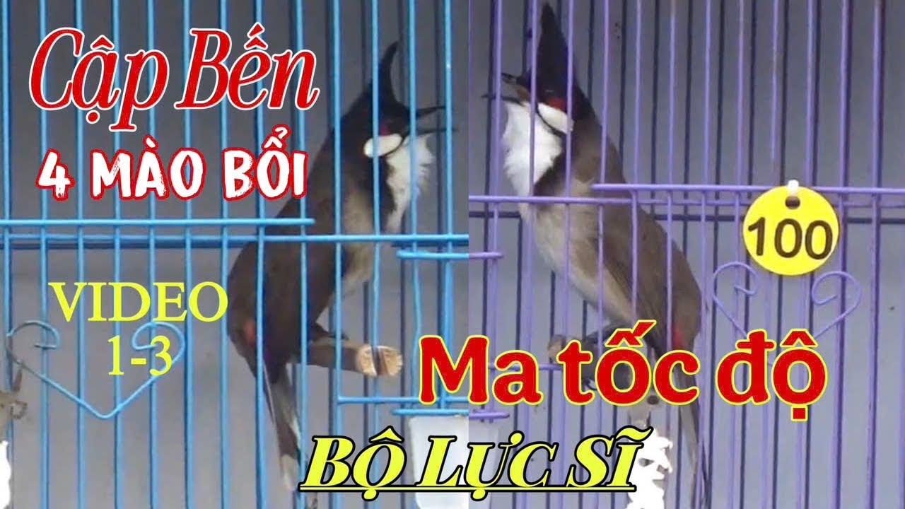 MA TỐC ĐỘ - LẬT CẦU NHƯ GIÓ //  MÀO TUYỂN BỘ LỰC SĨ // NẾT HAY BỘ CÚP C - BỔI TUYỂN GỘT GIÀN