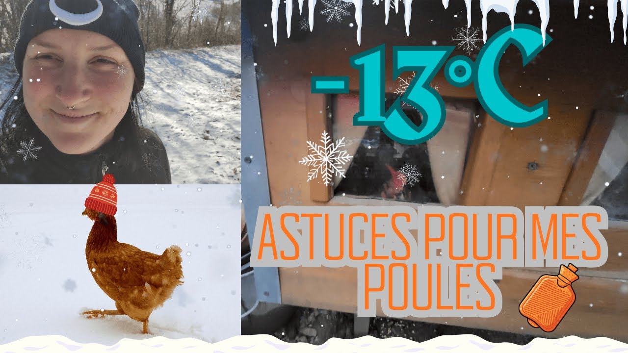 Astuces anti froid pour tes poules -13°C I Poule Autonome