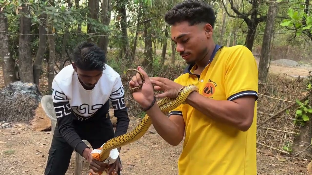 घरात घुसला केवडा मोठा साप 😳