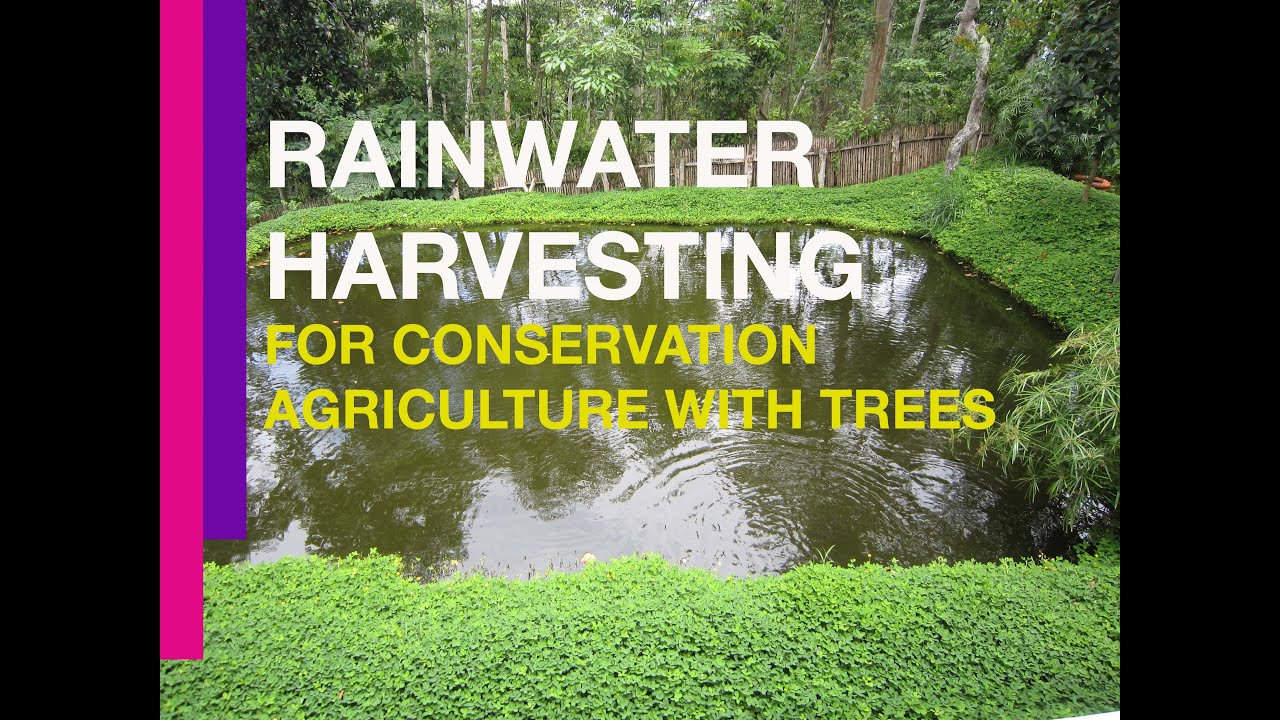 Rainwater Harvesting for Conservation Agriculture with Trees