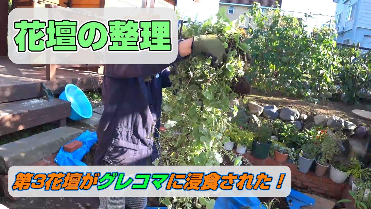 第3花壇の整理　グレコマの成長が驚異的！