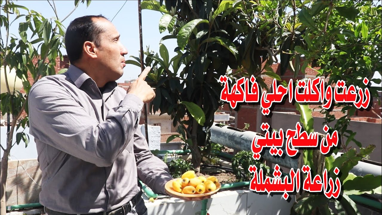 حصاد البشملة فوق الاسطح تعلم زراعة اشجار الفاكهة فوق الاسطح وكل احلي واطعم فاكهة مع شرح التسميد