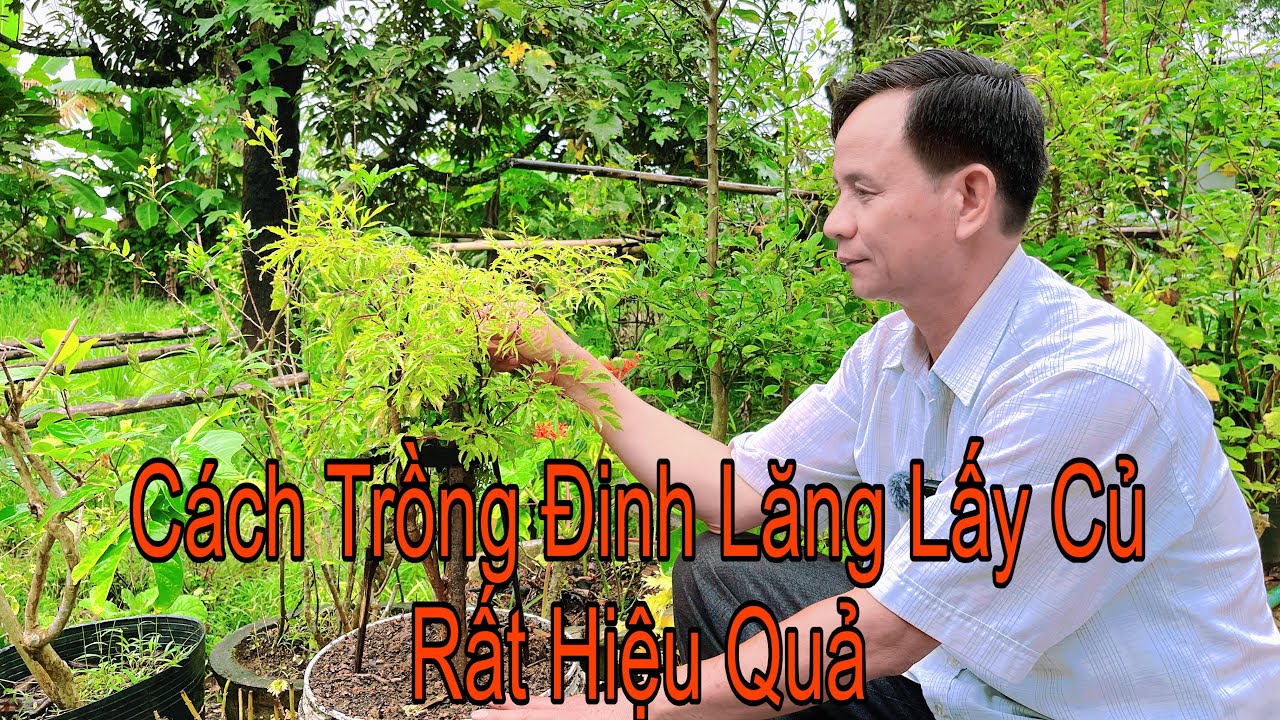 Bí Quyết Trồng Đinh Lăng Siêu Củ, Rễ Tha Hồ Ngâm Rượu Bồi Bổ Cơ Thể, Chữa Nhiều Bệnh