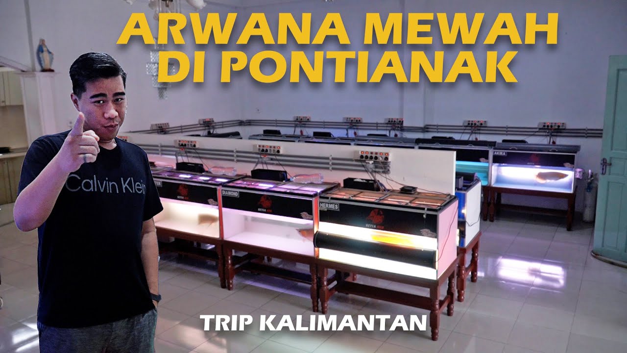 MANJAIN MATA! KOLEKSI ARWANA 88 RED GALLERY DI SETIA RED PONTIANAK! - TRIP KALIMANTAN 88 RED GALLERY