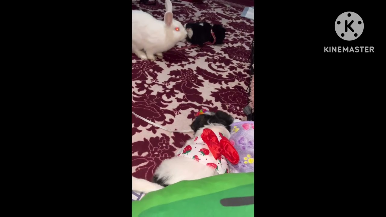 Bonding with Baby Zoe and Snowy