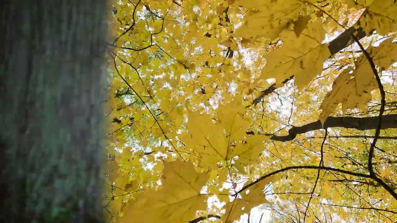 Fall in the Porcupine Mountains - Lake of the Clouds - 2023
