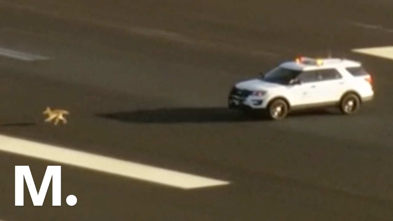 Coyote Takes Police on Wild Chase Across Airport Runway