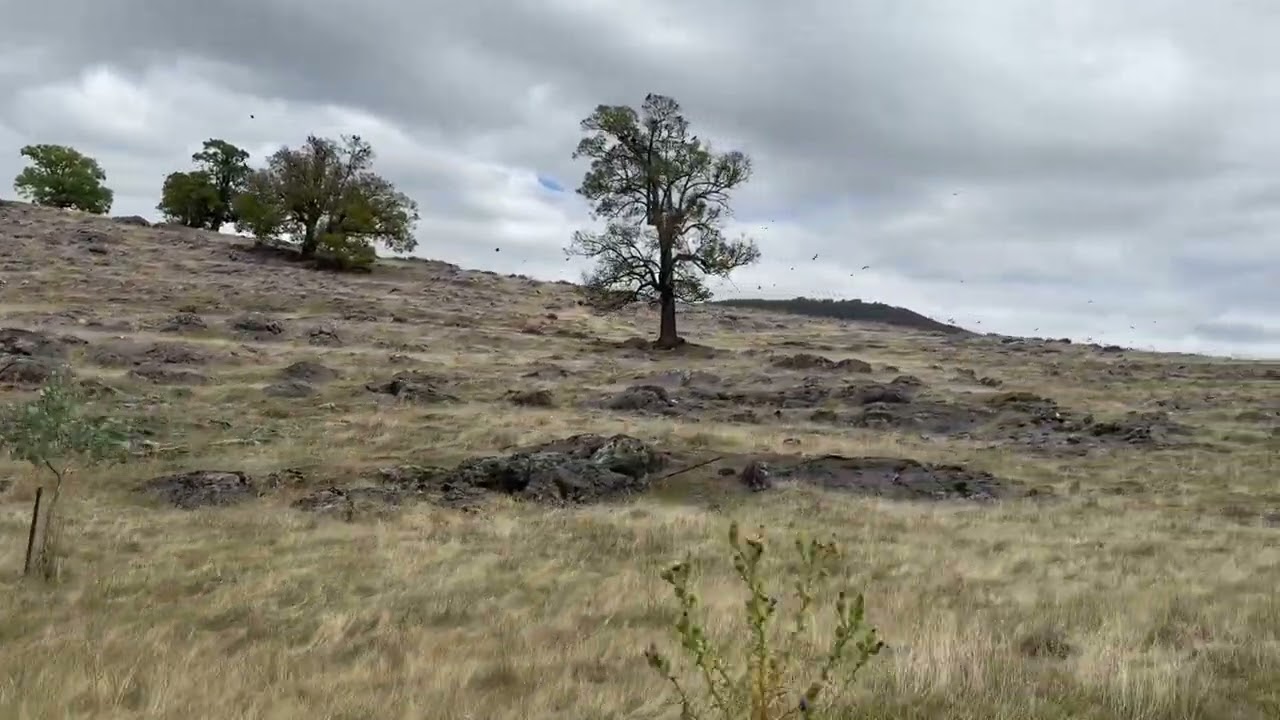We jasper nsw #shortsviral #youtube 